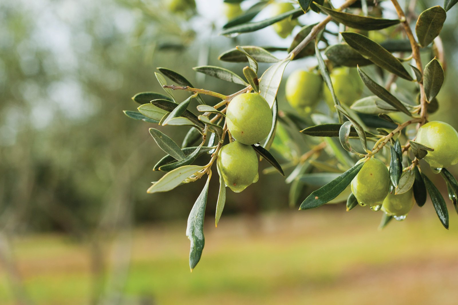 Zeytin Ağacı Nedir? Özellikleri Nelerdir?